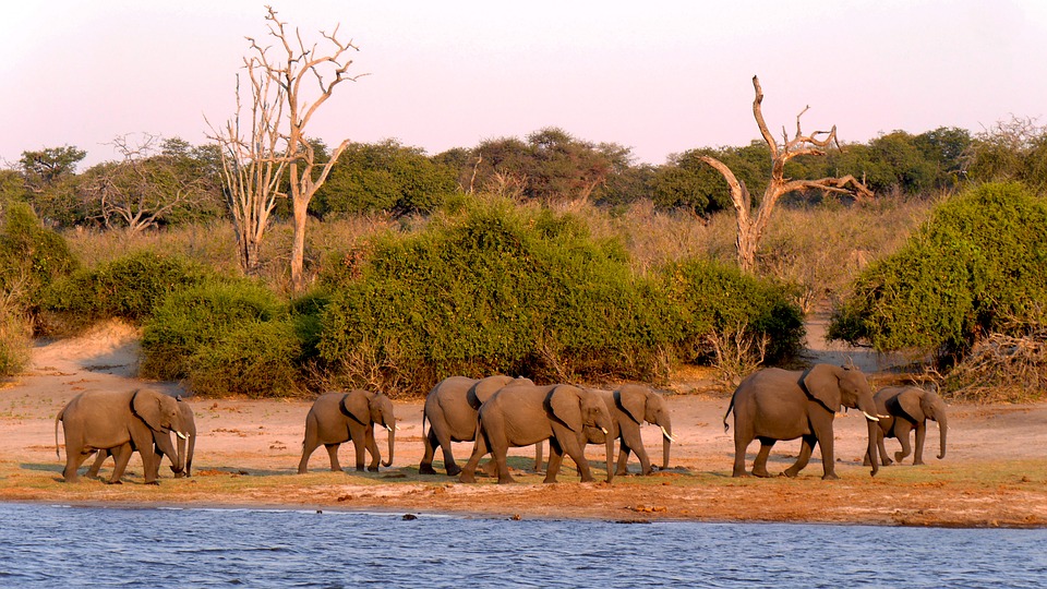 Como Planejar o Safári Perfeito em Botswana: Dicas e Roteiros